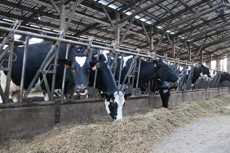 Parmi les fraîches vêlées, plus d’une vache sur cinq souffre d’acétonémie clinique ou subclinique. © E. Bignon