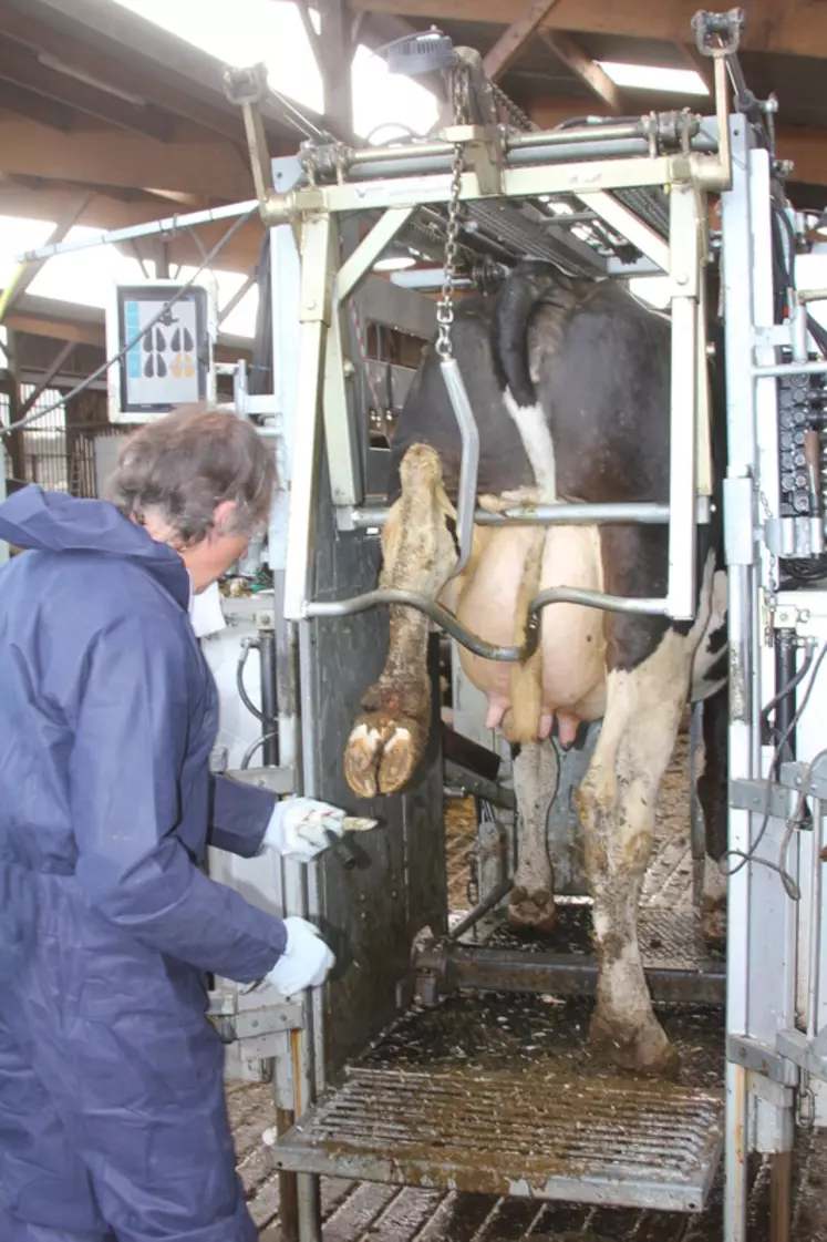 Un taureau Holstein ayant un index santé du pied de +1 augmente de 25 % la résistance aux lésions du pied de sa descendance. © F. Mechekour