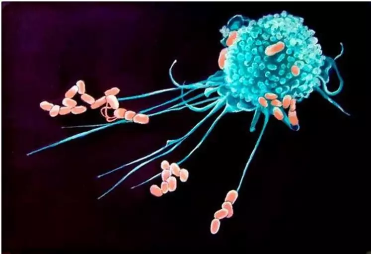 L'immunité innée fait appel à des mécanismes généraux. Ici, un macrophage en pleine action d'élimination de corps étrangers. © DR