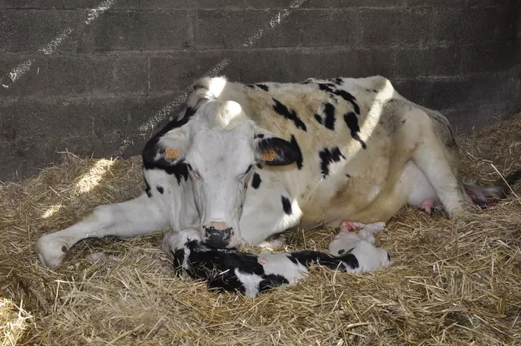 Une supplémentation en sélénium de la vache laitière lors du tarissement, renforce l’efficacité des vaccinations prénatales grâce à une stimulation de l’immunité maternelle. © B. Griffoul