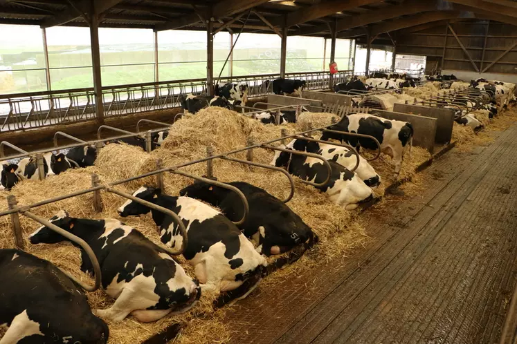 On préconise d'offrir plus de place de logettes que le nombre de vaches présentes, pour éviter toute source de stress pour les animaux de niveau hiérarchique inférieur. © C. Pruilh