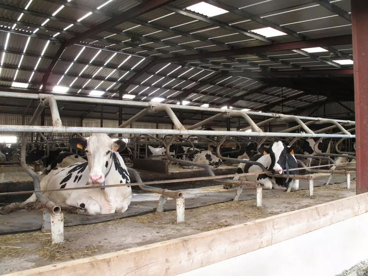 On préconise d'offrir plus de place de logettes que le nombre de vaches présentes, pour éviter toute source de stress pour les animaux de niveau hiérarchique inférieur. © C. Pruilh