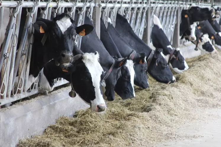 Il faudra  vérifier que les vaches plus efficientes ne sont pas pénalisées en santé et Repro. © F. Mechekour