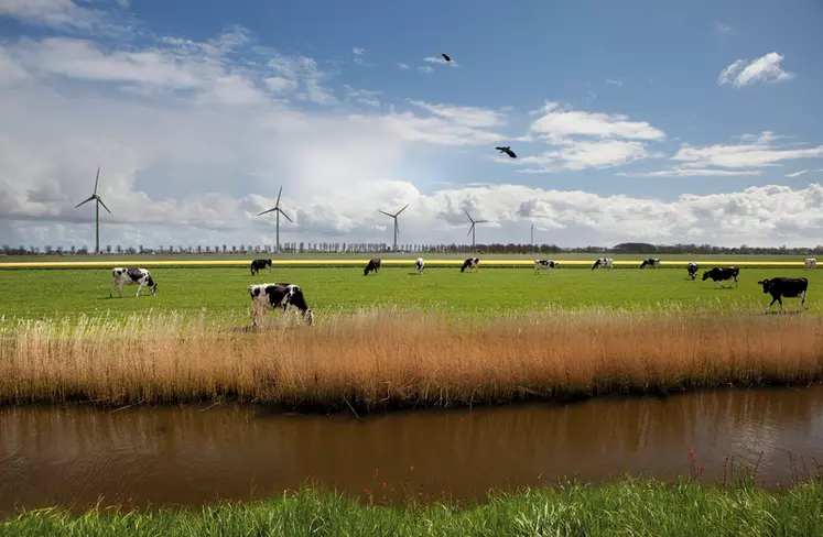 Les Pays-Bas réussiront-ils à désintensifier et à augmenter l'autonomie alimentaire des élevages ? La question reste entière.  © FrieslandCampina