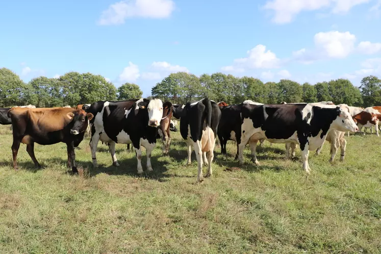 L’effectif du troupeau a progressivement augmenté à 120 vaches pour pouvoir livrer à Biolait 700 000 à 800 000 litres de lait par an. © F. Mechekour