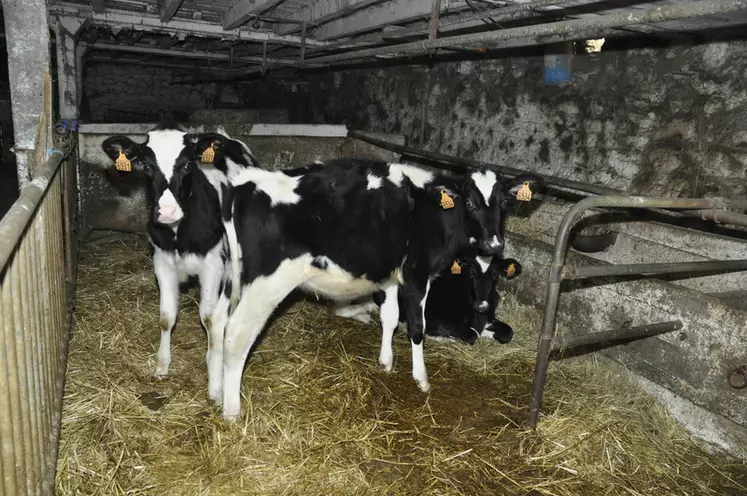 La promiscuité dans la vieille étable entre vaches allaitantes, vaches taries et veaux étaient jusqu’à présent à l’origine de diarrhées néonatales récurrentes. © B. Griffoul