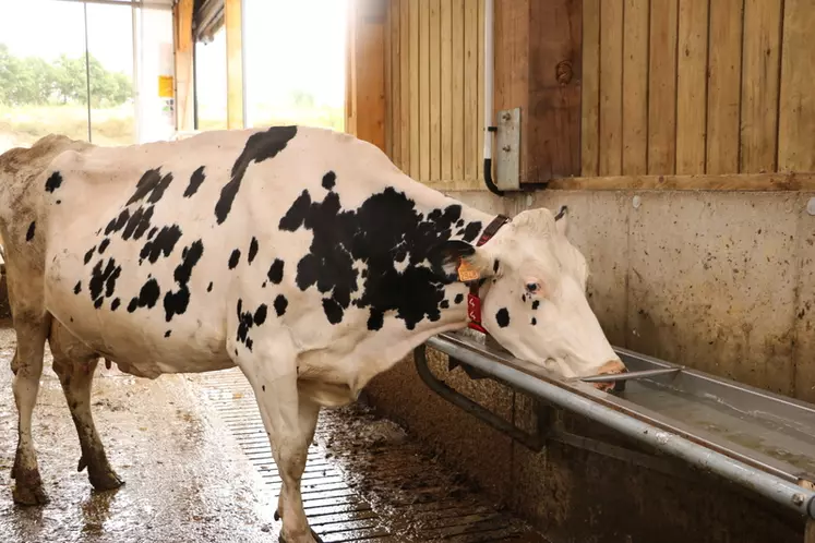 Lorsque l’on réduit l’abreuvement d’une vache de 50 %, on peut diminuer sa production laitière de 20 %. © C. Pruilh