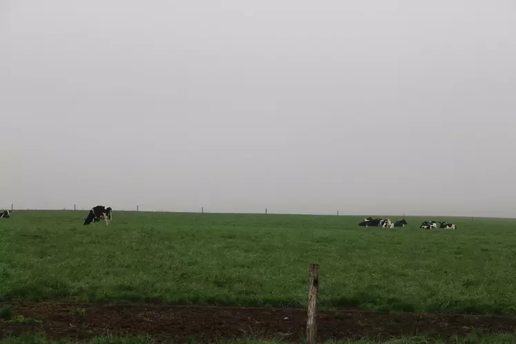 En période automne-hiver, les vaches traites sortent dès que le sol est portant. Au printemps, la ration hivernale est réduite en proportion jusqu'à 40 %. © C. Pruilh