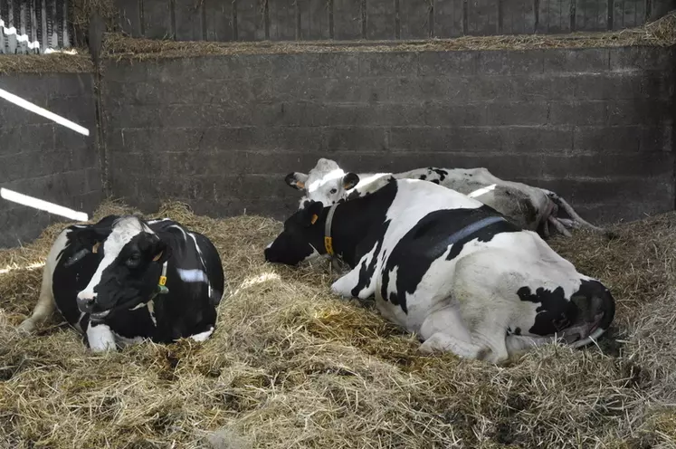 La vache en fin de gestation est plus lourde et a besoin de plus de confort. Elle se couche différemment par rapport à une vache en lactation : elle s’allonge plus sur le flanc. © B. Griffoul
