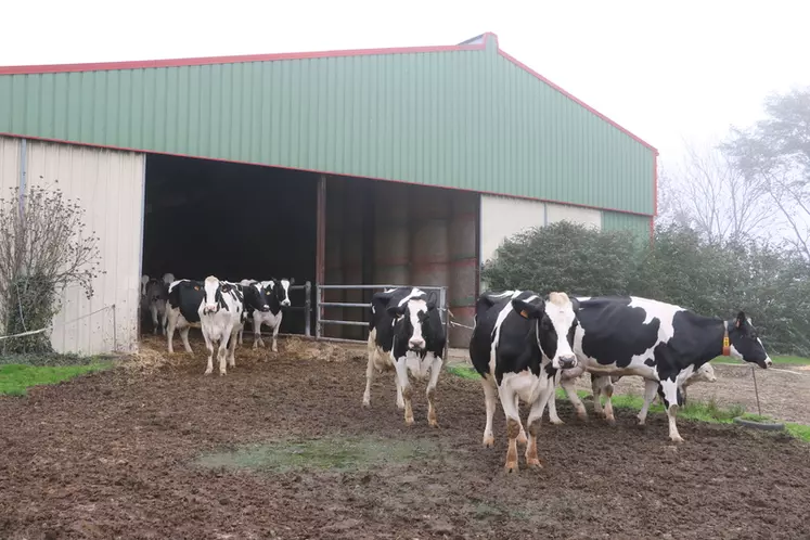 Les vaches taries, logées sous l’appentis ajouté à la stabulation des vaches en lactation, ont accès à deux hectares de parcours.  © A. Conté