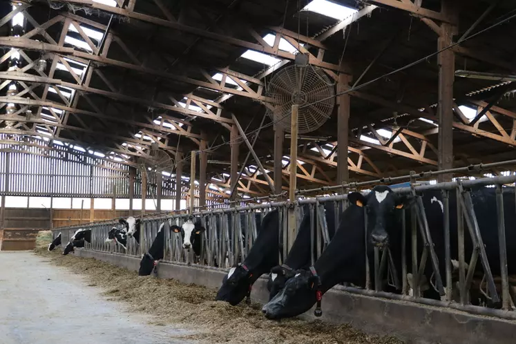 Les vaches en lactation ne pâturent pas. Elles reçoivent toute l’année à l’auge la même ration équilibrée à 32-33 litres, et au robot 2 kilos colza/VL/jour et 1,5 kg soja.  © A. Conté
