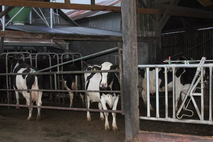 Les vaches consommeront chaque jour au DAC un complément de 700 g d'orge et 900 g de correcteur tanné toute l'année.  © F. Mechekour