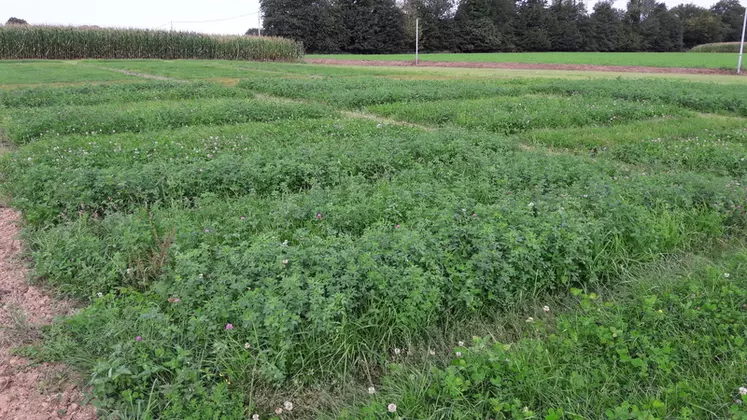 Essai d'un mélange multiespèces longue durée en Ille-et-Vilaine.  © Jouffray Drillaud