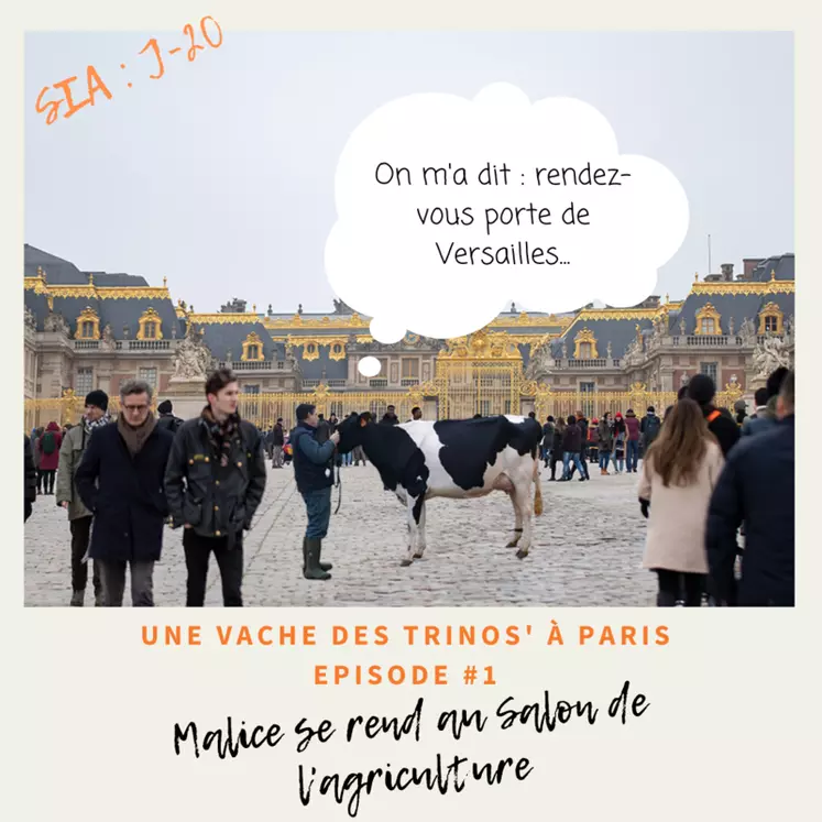 Malice foulera le ring du prestigieux concours du Salon de l'Agriculture à Paris. © DR