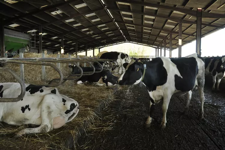 Un éleveur limousin lance un financement participatif pour acheter une  vache laitière - Le Vigen (87110)