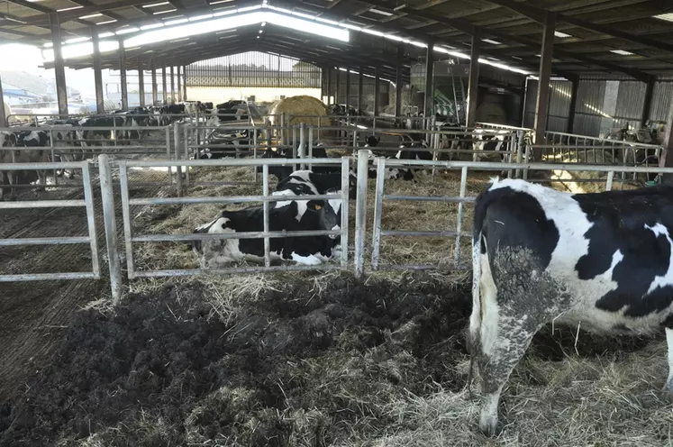 Trois parcs de vaches taries et génisses permettent de faire des préparations au vêlage soignées. Ils sont aménagés avec une double pente paillée, ce qui évite d’avoir à curer. © B. Griffoul
