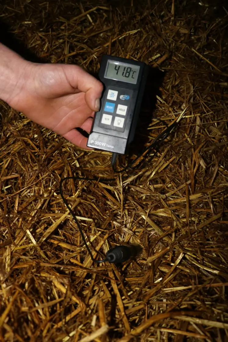Les éleveurs sont surpris de la température de la litière des taries (42°C) une semaine après le paillage. © E. Bignon