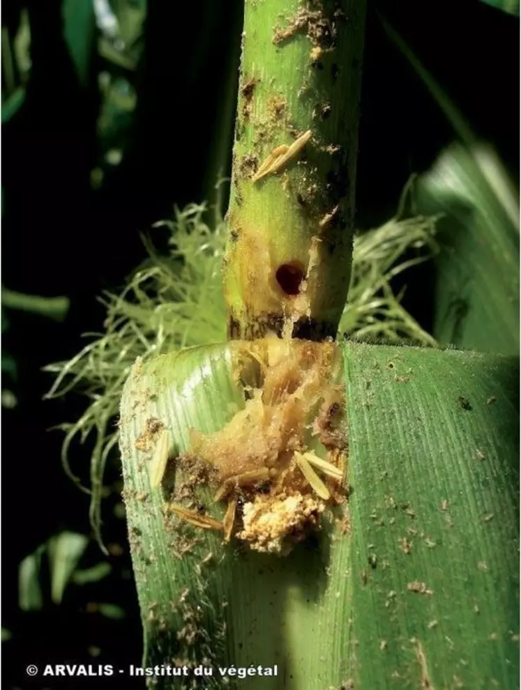 La larve de la pyrale creuse la tige du maïs et provoque sa casse avant la maturité de la plante. © Arvalis