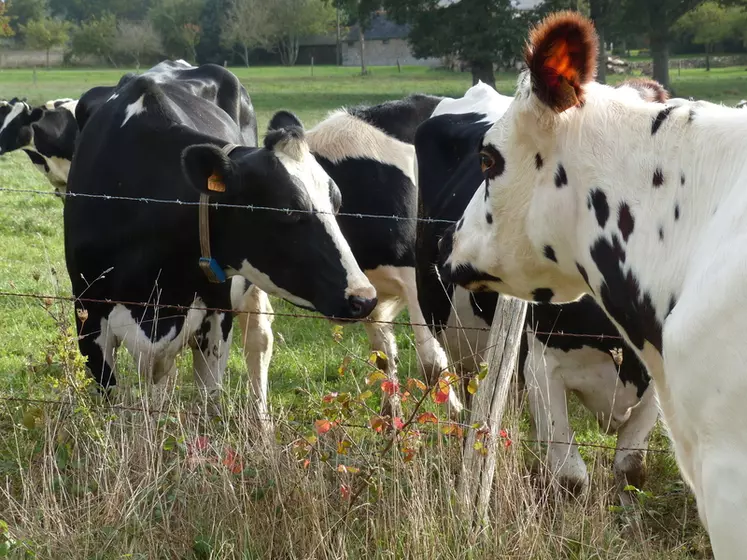 Des vaches qui peuvent partager des gouttelettes par dessus la clôture. © J.-M. Nicol