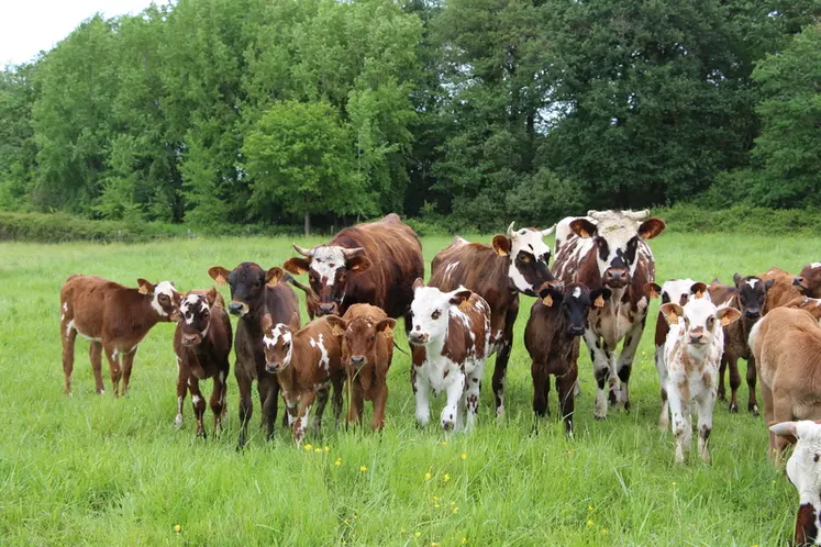 L’élevage des génisses laitières sous nourrice et à l’herbe est suivi dans le cadre du programme européen Grazy Dairy. © V. Bargain
