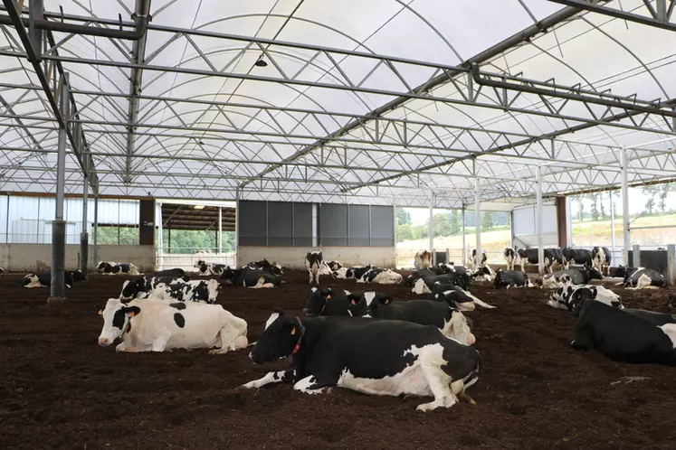 L'aire de couchage principale (1500 m2) est faite pour 100 vaches. La litière en copeaux de bois fait 35 cm d'épaisseur. © C. Pruilh