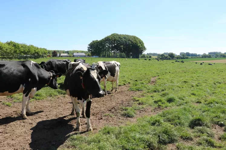 Les vaches pratiquent un pâturage libre sur deux parcs de 4,5 hectares en alternance. © E. Bignon