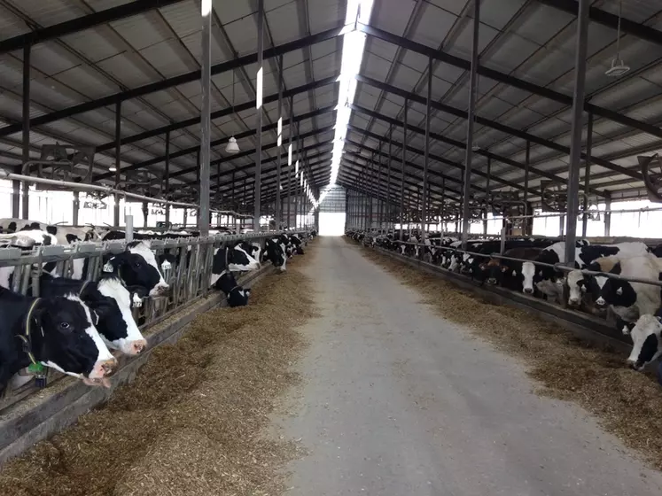Une ferme de 1 000 vaches dans le Wisconsin, l'un des deux gros états laitiers des USA. © P. Arzul