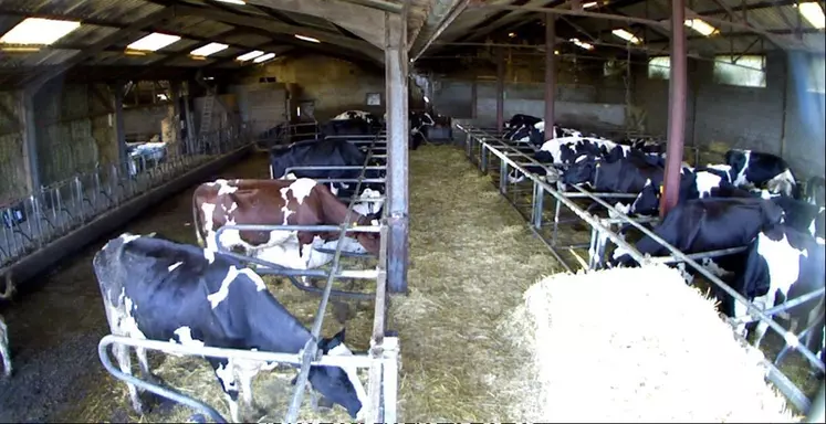 La caméra time laps a mis en évidence l'inconfort des vaches dans leurs logettes aux yeux de l'éleveur. Avant d'effectuer le nouveau réglage des logettes, beaucoup d'entre elles se tenaient debout, au lieu de se coucher. © DR