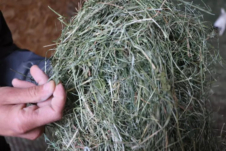 Grâce à la richesse en protéines du foin, le Gaec des Lilas n’achète aucun correcteur azoté. © A. Conté