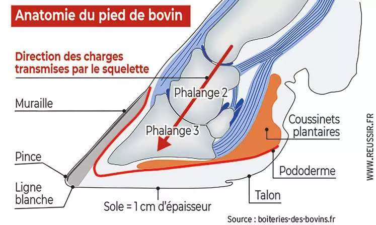 Anatomie du pied de bovin. © Source : ...