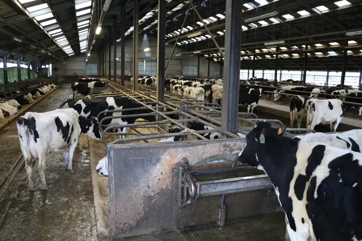 L'objectif de Stefan Van Rumst est de monter à 320 vaches pour saturer tous les moyens de production.  © E. Bignon