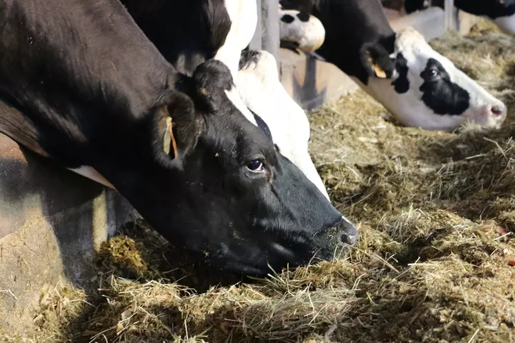 Tous les mécanismes ne sont pas encore connus, mais il semble difficile d’améliorer significativement l’efficience alimentaire des vaches via leur conduite alimentaire. © E. Bignon