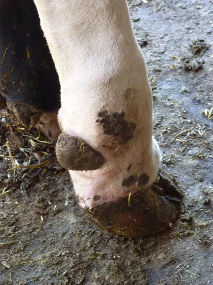 La vache pose juste l’extrémité du sabot. Le paturon est bien gonflé de façon symétrique. © C. Fouquet