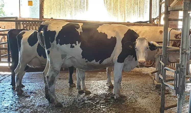Les 60 vaches du troupeau ont produit 8 840 kg de lait à 39,8 g/kg de TB et 32,9 g/kg de TP en 2019. © M. Pivard
