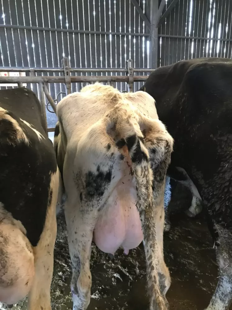 Un fort amaigrissement en début de lactation: mieux vaut contrôler le taux de BHB de ces vaches. © O. Crenn