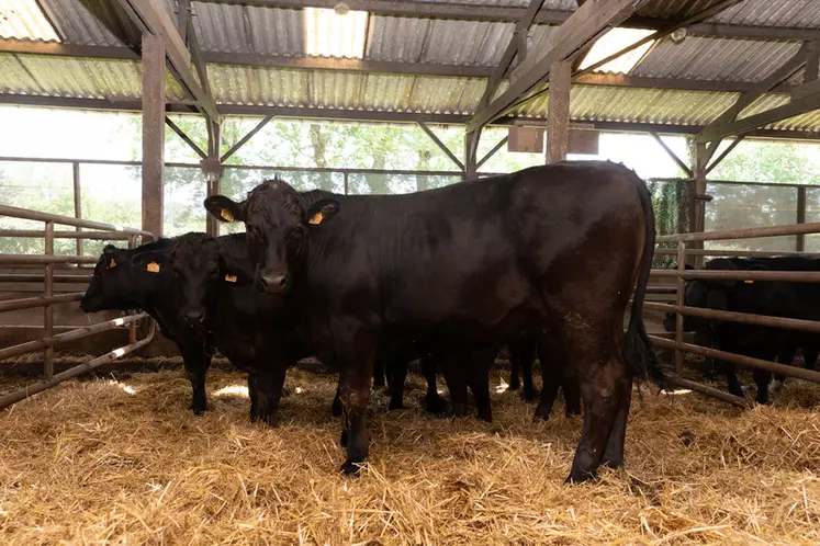 Des animaux croisés Prim’Holstein x Limousin lors des essais à la ferme expérimentale de Mauron. Ils ont atteint un poids moyen carcasse de 307 kg à 15,8 mois et un rendement carcasse de 53,6 %. © Interbev Bretagne