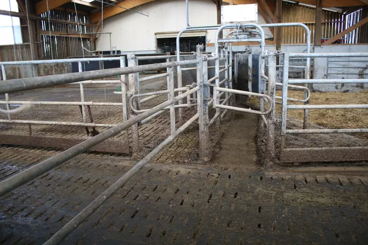 Une porte de tri en sortie de traite permet de gérer le troupeau en deux lots en fonction du niveau de production des vaches. © F. Mechekour