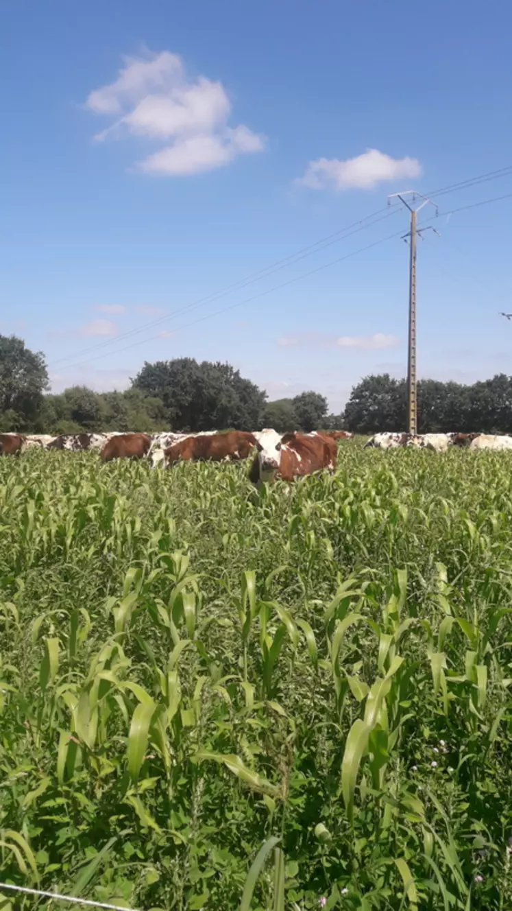 Troupeau de vaches traites dans un paddock de sorgho multicoupe, pour leur premier tour de pâturage. 