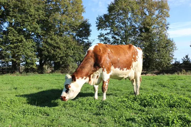 Cette vache a vêlé pour la deuxième fois, trois ans pile après sa naissance. « Ce n'est pas une grande laitière (25 l en moyenne), mais c'est le type que j'aime : robuste, qui prend du premier coup à l'IA, avec une belle mamelle. » © C. Pruilh