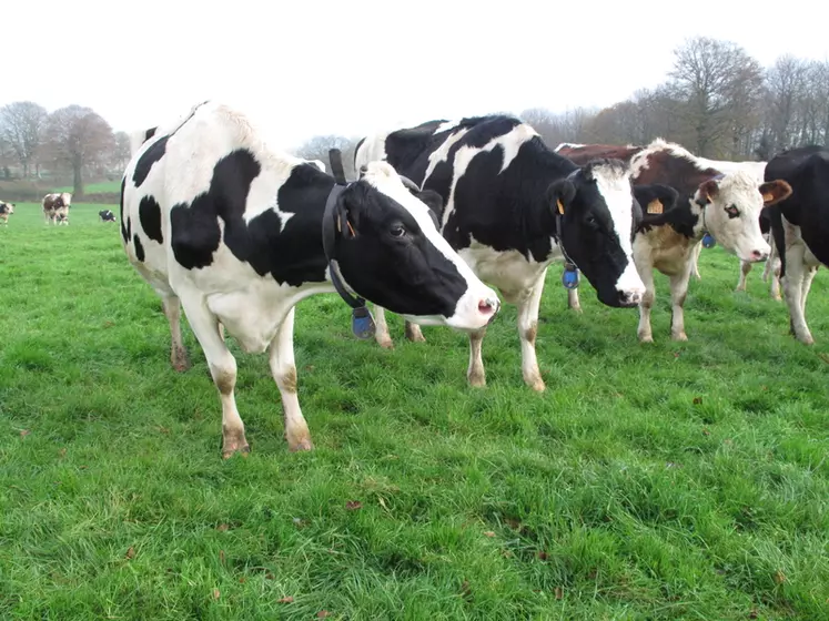 La baisse du cheptel bovin lait est de -2,4% en Bretagne au 1er octobre 2020 par rapport à octobre 2019.  © C. Pruilh