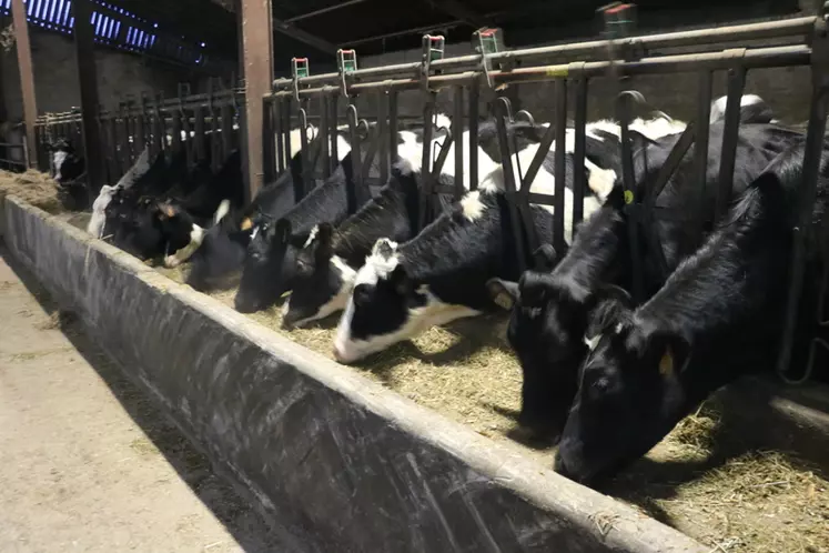 Pour augmenter significativement le produit lait, les éleveurs mettent l’accent sur le potentiel et le suivi du troupeau. Ils investissent dans la génétique et l’alimentation des vaches taries. © E. Bignon