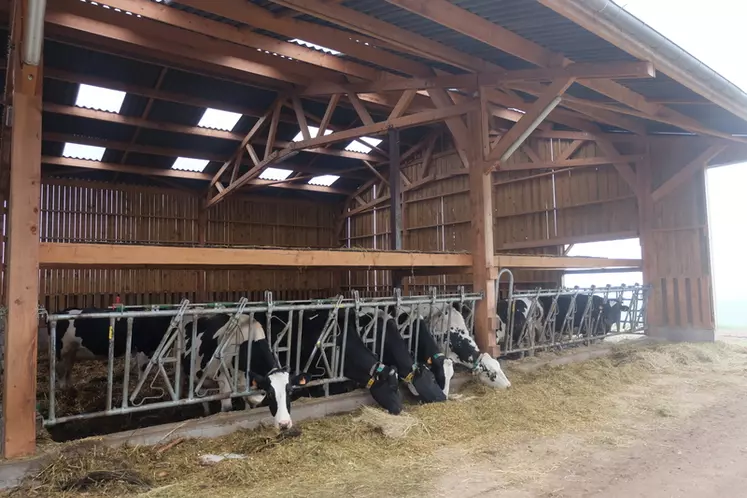 Ce bâtiment en structure bois a été dédié aux vaches qui vont vêler. Les animaux sont au calme et ne déclarent plus que rarement des métrites. © Photo C. Reibel