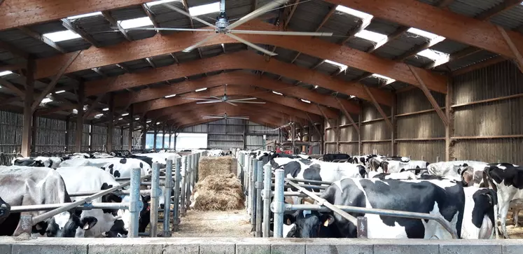 L’installation des ventilateurs a bien amélioré la situation, même si les vaches ont encore parfois un peu tendance à se regrouper dans certaines zones quand il fait très chaud. © D. Denion