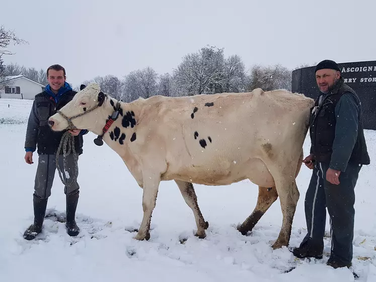 Maxime Guyon et Christophe Pioche, moniteurs, sont avec la vache 2080 Magne, qui sert à produire le lait hyper immun.  © Ferme de l'Alpa