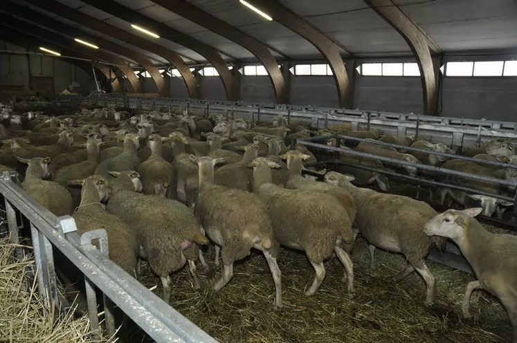 Le cheptel ovin est conduit en système intensif avec trois agnelages en deux ans. Une conduite très exigeante en main-d’œuvre. © B. Griffoul