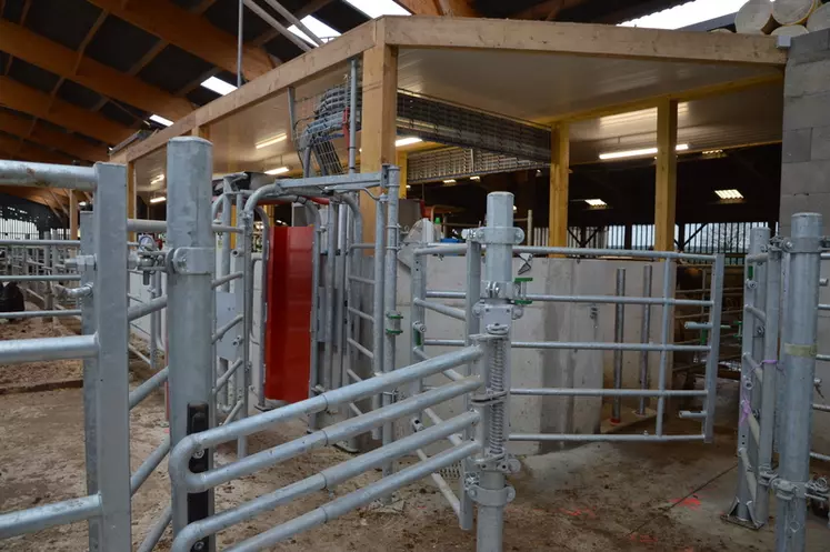En sortie des deux robots, des portes de tri permettent à une personne seule d'isoler une vache ou de la diriger vers le box paillé. © C. Julien