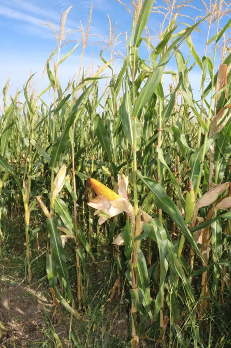 Les stomates des feuilles se referment d'autant plus vite et la photosynthèse est d'autant plus efficiente que la concentration en CO2 augmente.  © A. Conté