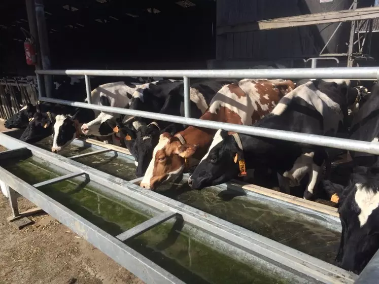 Les vaches adorent boire l'eau tiédie par le prérefroidisseur.  © S. Delangle
