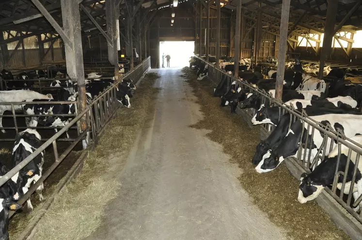 D’un côté de la stabulation, les vaches en lactation avec 48 logettes ; de l’autre, une partie des génisses et les vaches taries. Le bâtiment date de 1992.  © B. Griffoul