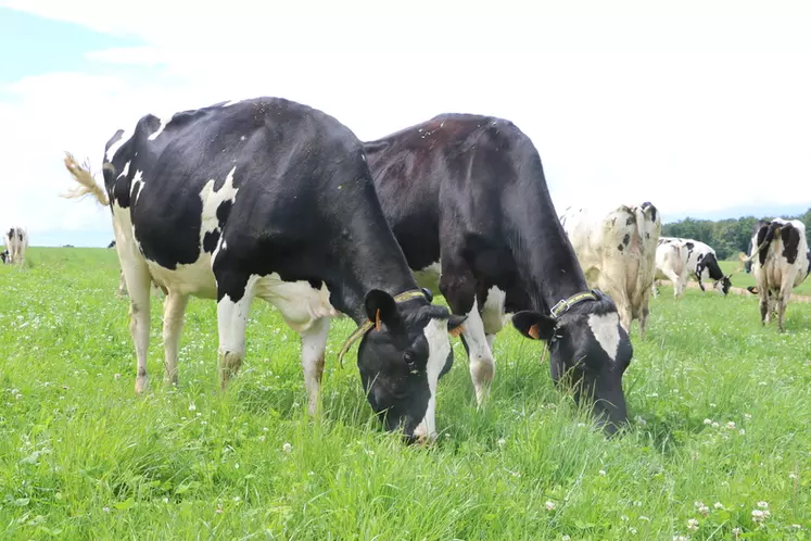 Depuis 2919, on observe une baisse du nombre de vaches de 1 à 2 % par an quasi généralisée en France, excepté dans les montagnes de l’Est et le Centre. © A. Conté